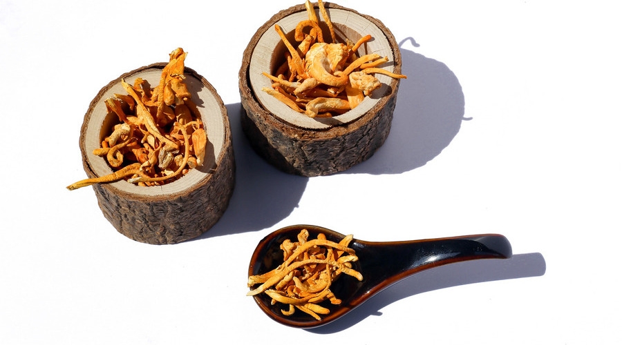 Champignon médicinal ancestral