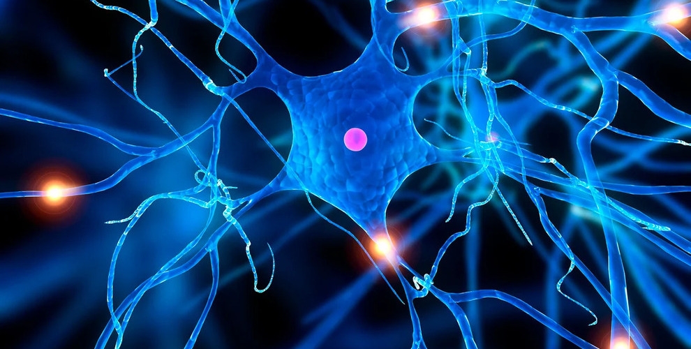 cellule du système nerveux
