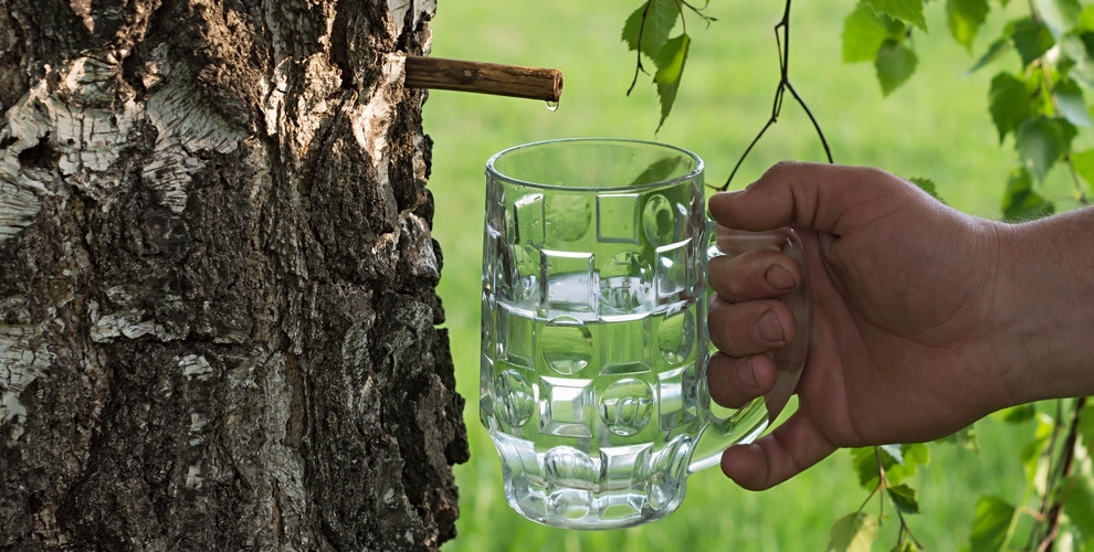 sève de bouleau qui s'écoule de l'arbre