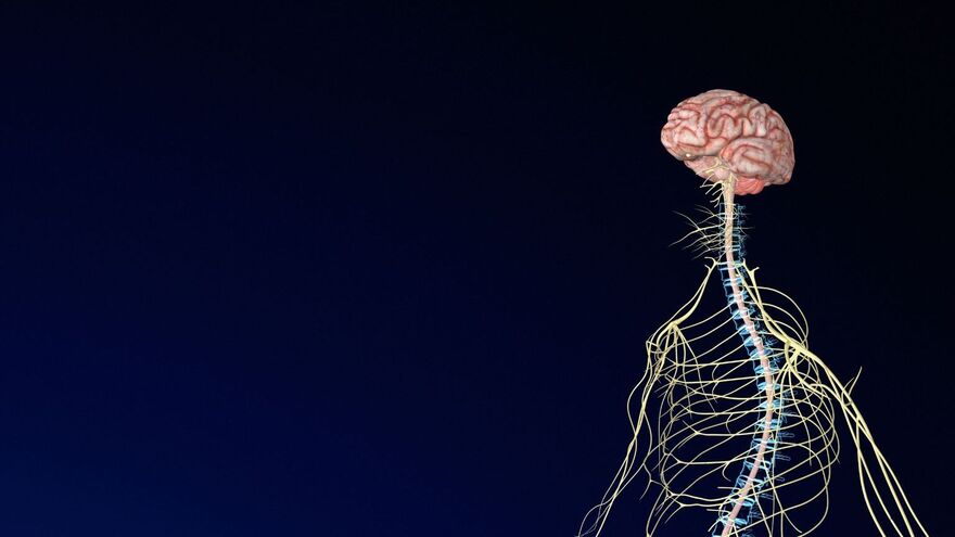 cellule du système nerveux